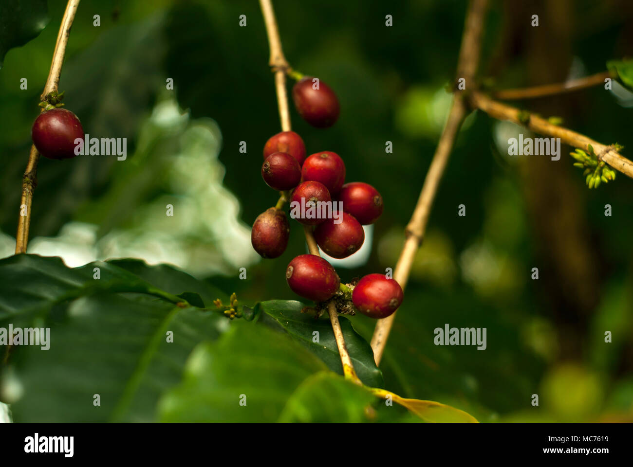 Frutta rossa matura ciliegie di caffè su un albero di caffè Foto Stock