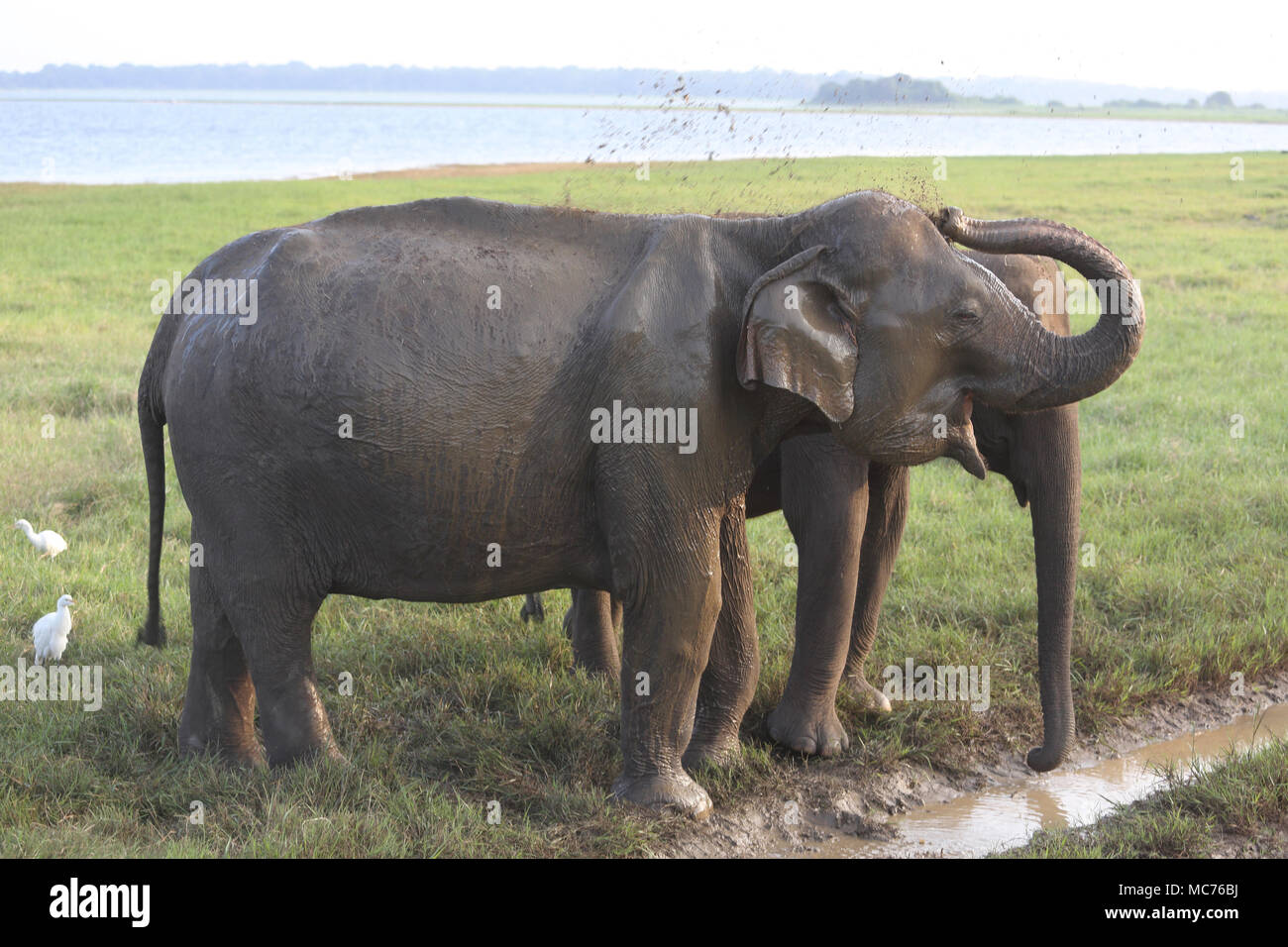 Minneriya National Park North Central Provincia dello Sri Lanka elefanti asiatici la spruzzatura di loro stessi nel fango Foto Stock