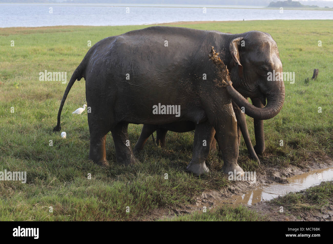 Minneriya National Park North Central Provincia dello Sri Lanka elefanti asiatici la spruzzatura di loro stessi nel fango Foto Stock