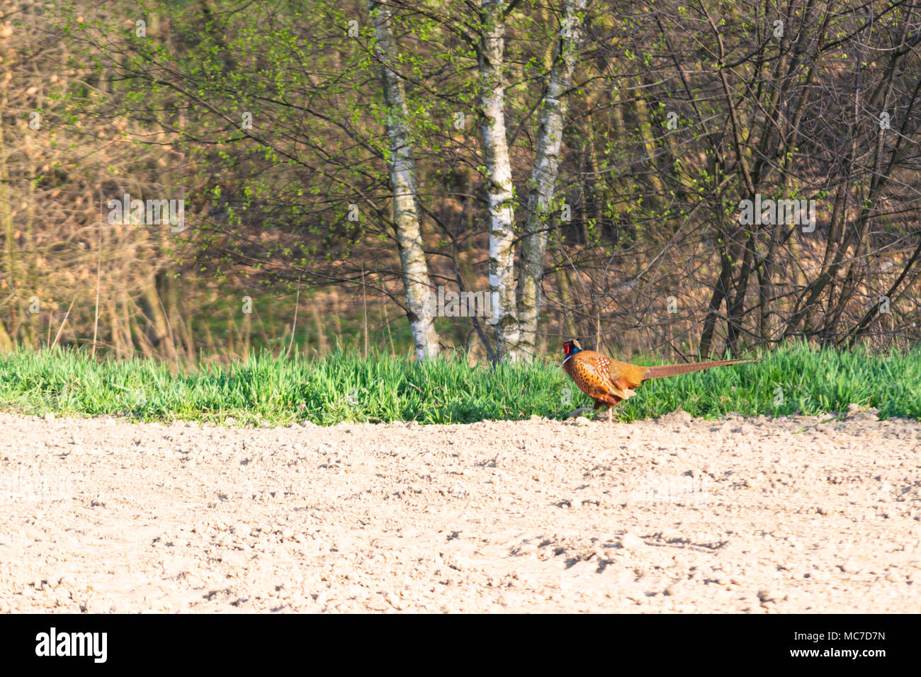 Głębowice, Polonia. Xii Apr, 2018. Fagiano maschio (Phasianus colchicus) sotto il sole di primavera. Il fagiano solitario mentre è in corso la ricerca di cibo su terreni agricoli. Credito: w124merc / Alamy Live News Foto Stock