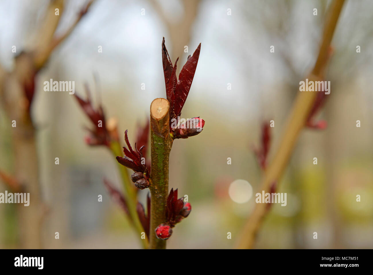 Le foglie e i fiori emergono da un ramo punta su un arbusto a Pechino in Cina Foto Stock