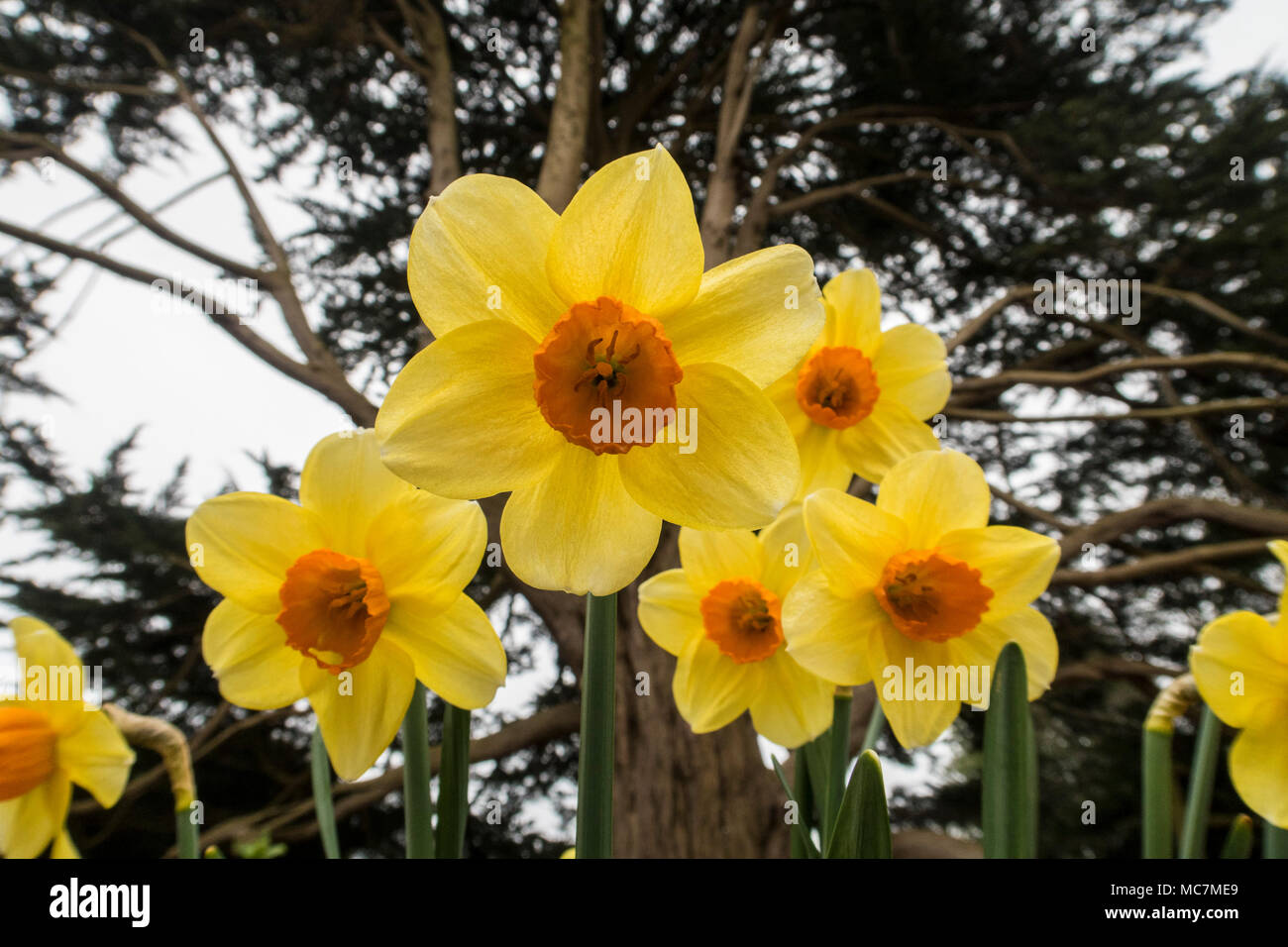 Tromba daffodil Hero, narcisi, giallo con orange center fiori di primavera crescente sotto a Monterey Cipro tree. Foto Stock