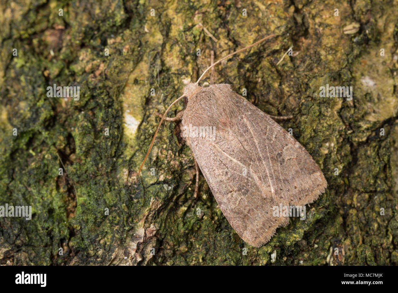 Heidelbeer-Wintereule, Heidelbeerwintereule, Braune Heidelbeereule, Waldheiden-Wintereule, Veränderliche Wintereule, Wintereulen, Conistra vaccinii, C Foto Stock