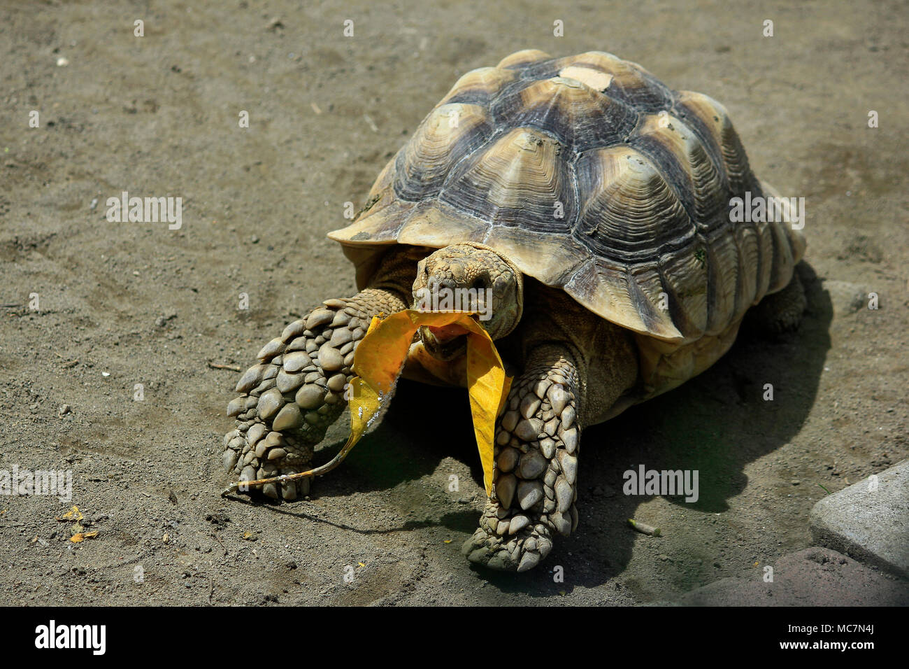 La tartaruga sulcata o tartaruga sperata africana (Centrochelys sulcata) mangia foglie secche cadute. Foto Stock