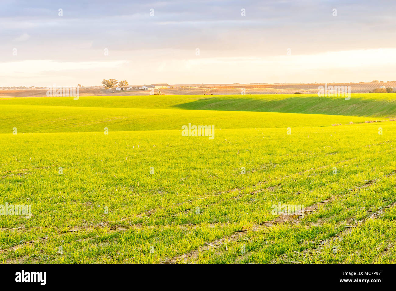 Bella e verde e giallo campi agricoli in Alentejo, Portogallo Foto Stock