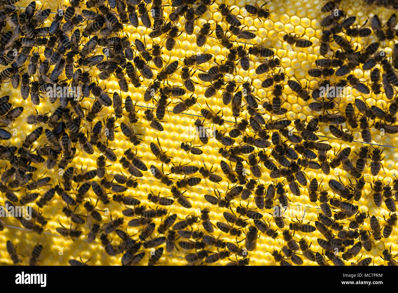 Api mellifere, Apis mellifera, su un favo di miele con la luce del sole che splende attraverso il nido d'ape. Foto Stock