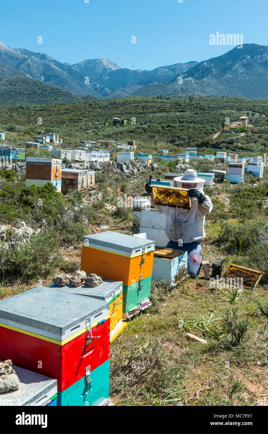 Un apicoltore di ispezionare i suoi alveari. Vicino a Kardamyli nelle mani esterna, Peloponneso, Grecia Foto Stock