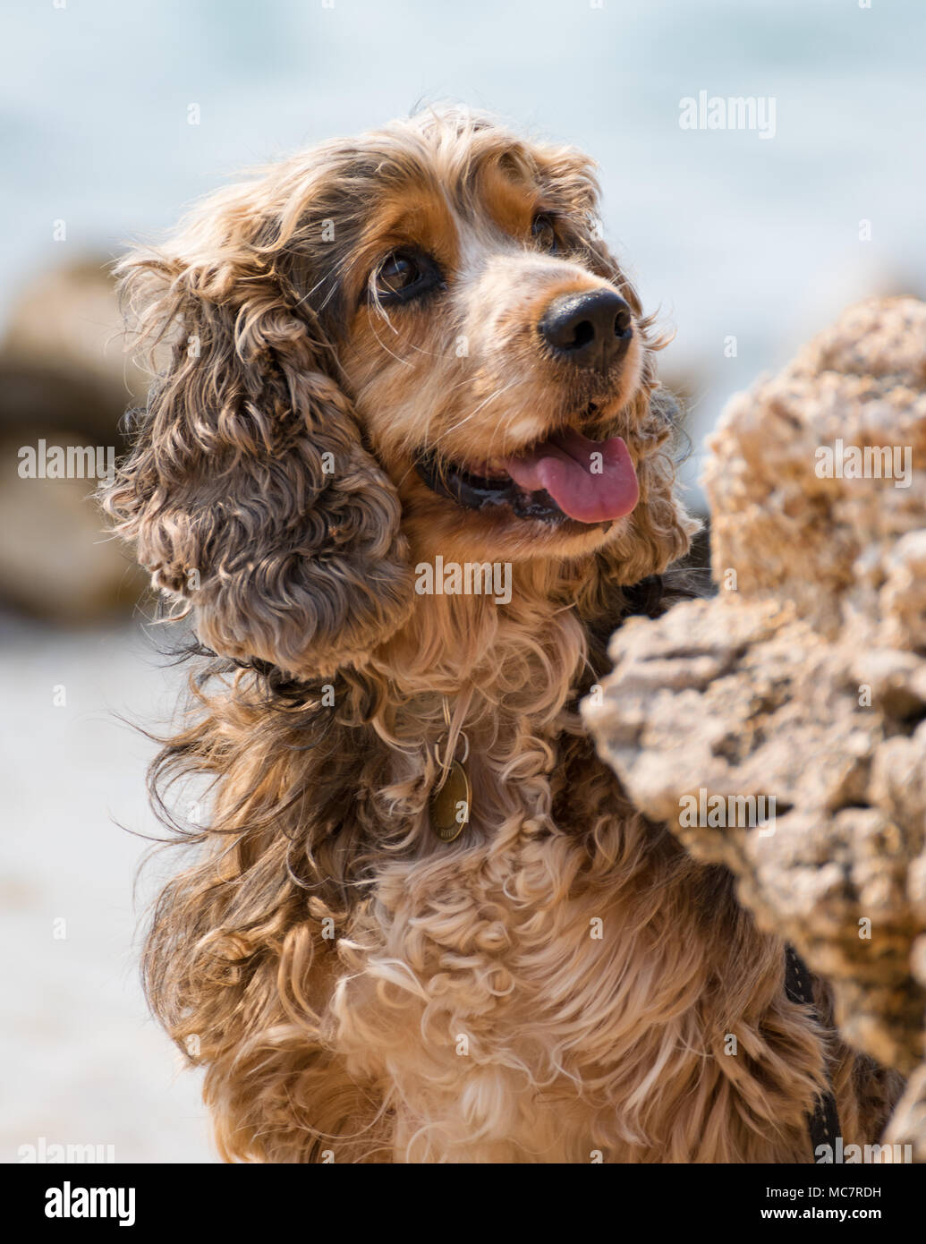 Brown piccolo cane mostra la linguetta dietro una roccia. Foto Stock
