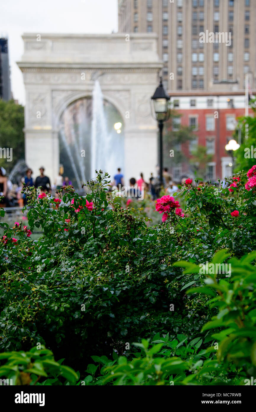 I fiori sbocciano nei pressi della fontana a Washington Square Park a Manhattan, New York City, Agosto 2013. Foto Stock