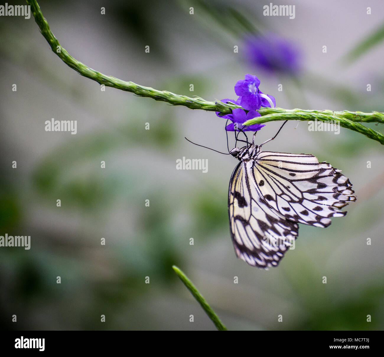 Aquilone di carta/carta di riso/Grande albero Nymph Butterfly ( Idea leuconoe) alimentazione su un fiore viola Foto Stock