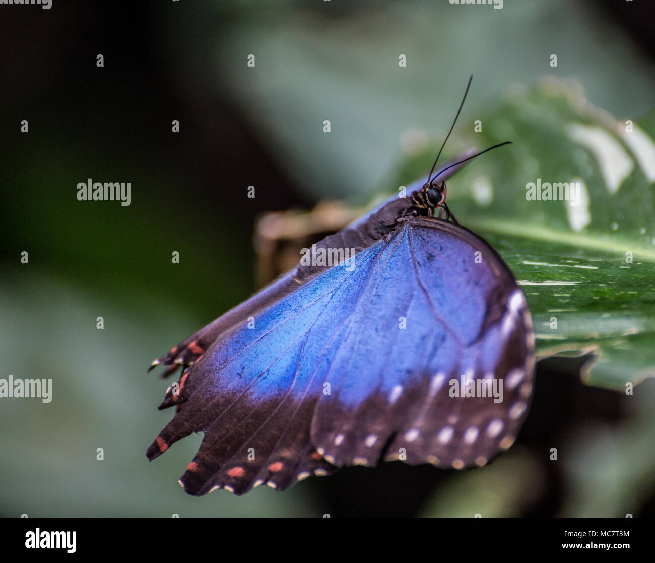 Blue morfo (Morpho peleides) farfalle tropicali su una grande foglia verde Foto Stock