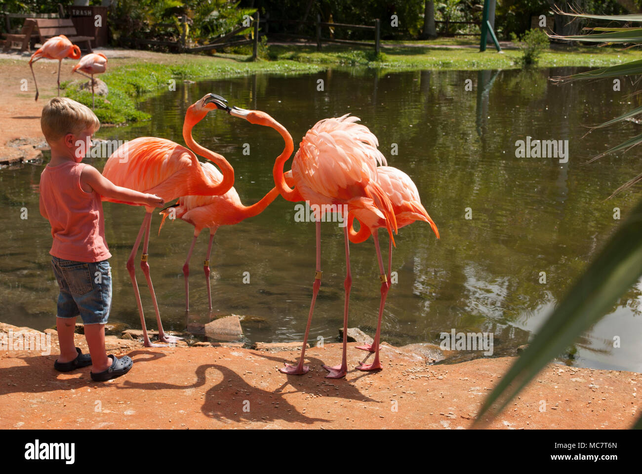 Giardino tropicale con capretto e uccelli esotici vicino. Little Boy è la alimentazione fenicottero rosa Foto Stock