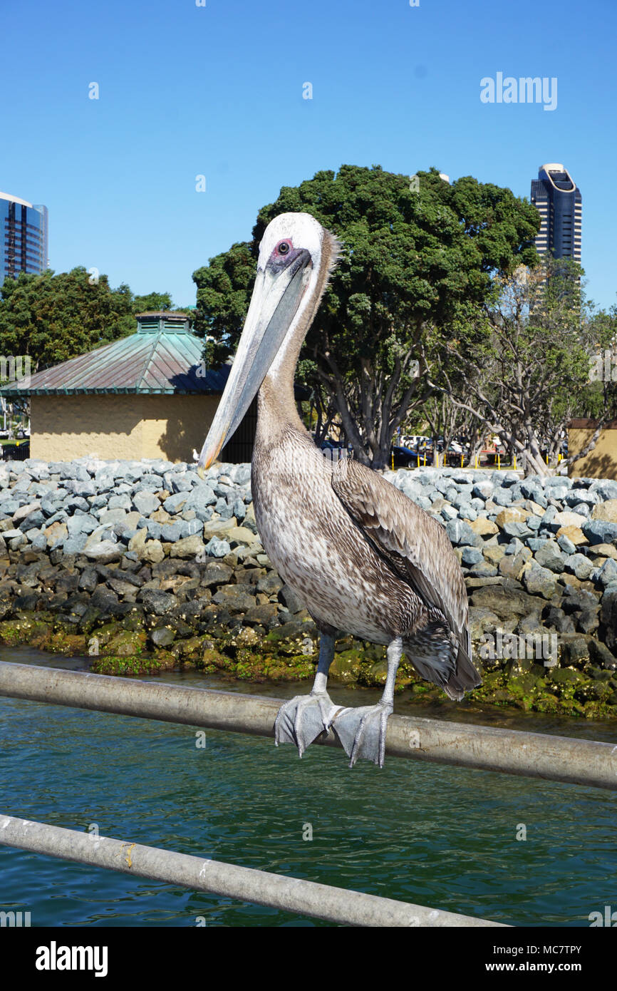 Pelican sul molo della ringhiera Foto Stock