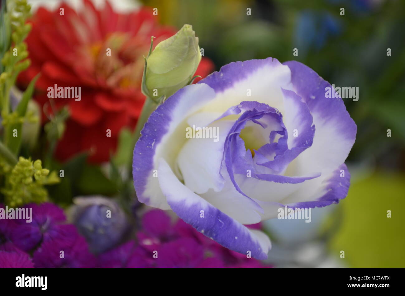 Arredate con gusto fresco e graziosi fiori close-up Foto Stock
