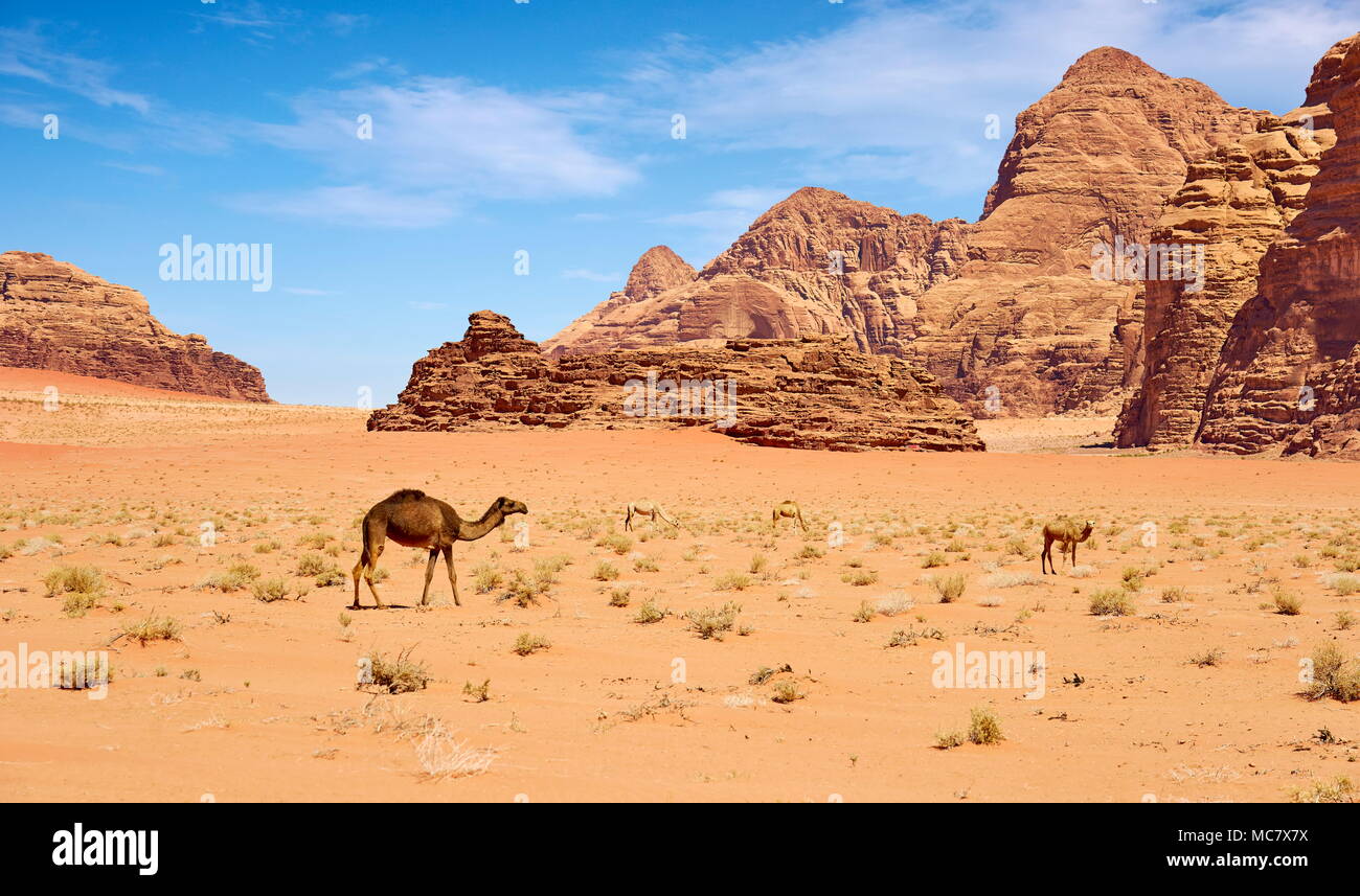 Camel nel Wadi Rum Desert, Giordania Foto Stock