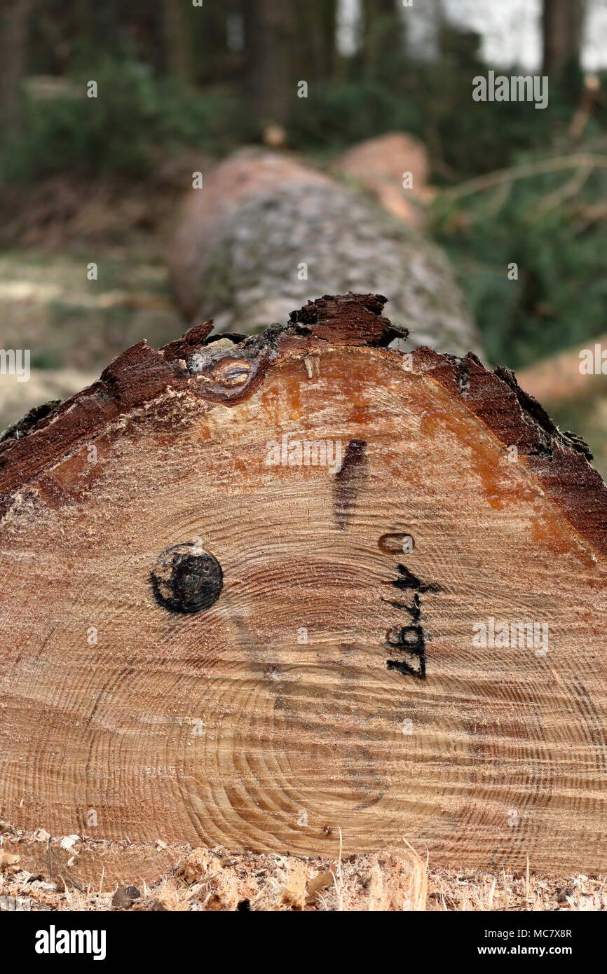 Di recente il taglio basso pino con un timbro ufficiale e un numero di riferimento sul suo tronco Foto Stock