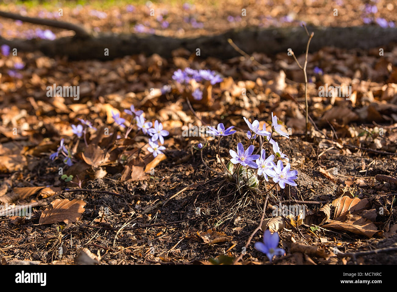 Anemone hepatica nella foresta in primavera (Polonia) Foto Stock