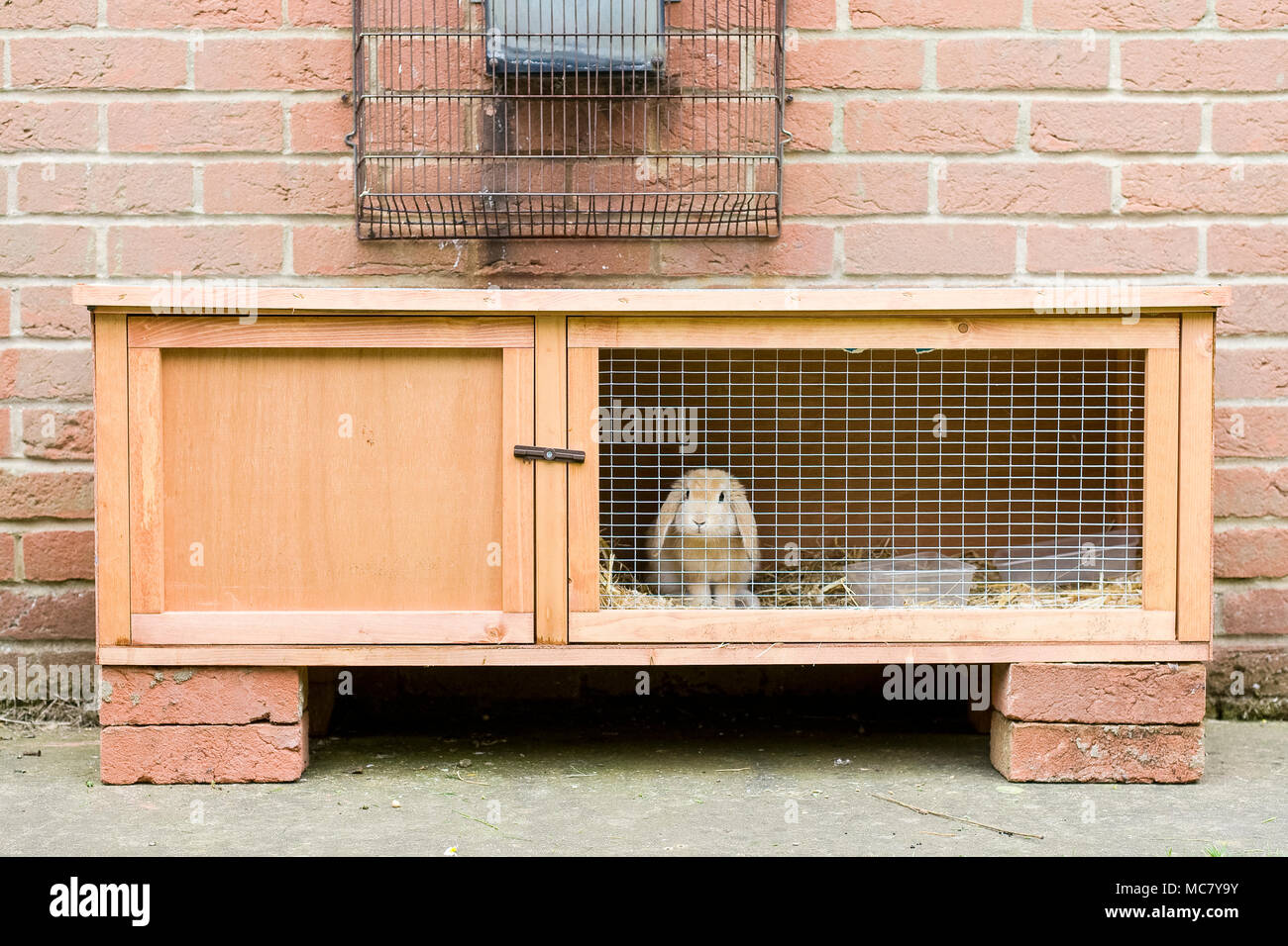 Giovani lop-eared rabbit mantenuta solo nel piccolo hutch all'aperto Foto Stock