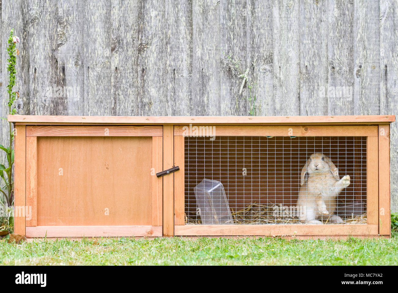 Giovani lop-eared rabbit mantenuta solo nel piccolo hutch all'aperto Foto Stock