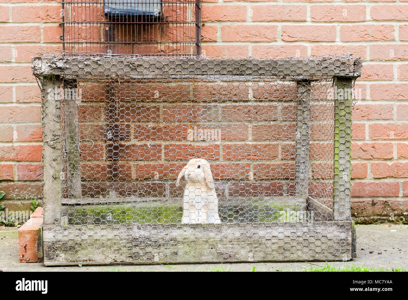 Giovani lop-eared rabbit tenuto da solo in una scarsa qualità del contenitore esterno Foto Stock