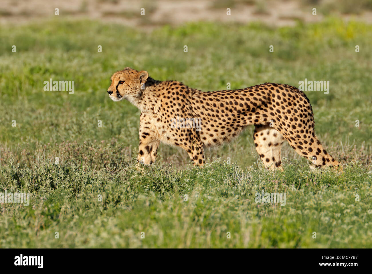 Un avviso ghepardo (Acinonyx jubatus) sulla caccia, il Parco Nazionale di Etosha, Namibia Foto Stock