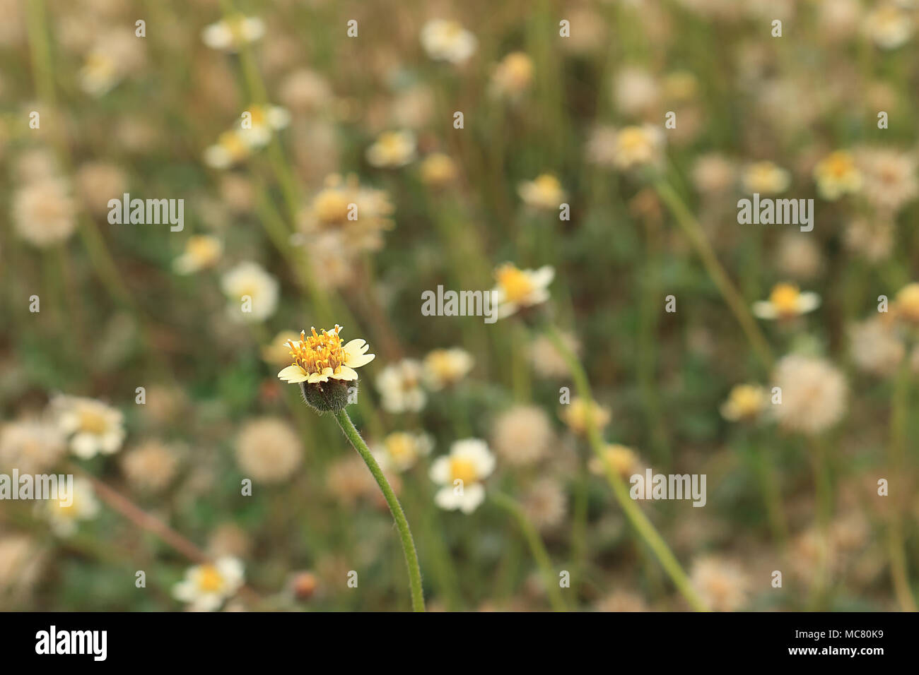 Le margherite messicane hanno petali bianchi, steli gialli, sfondo con molti fiori d'erba. Foto Stock