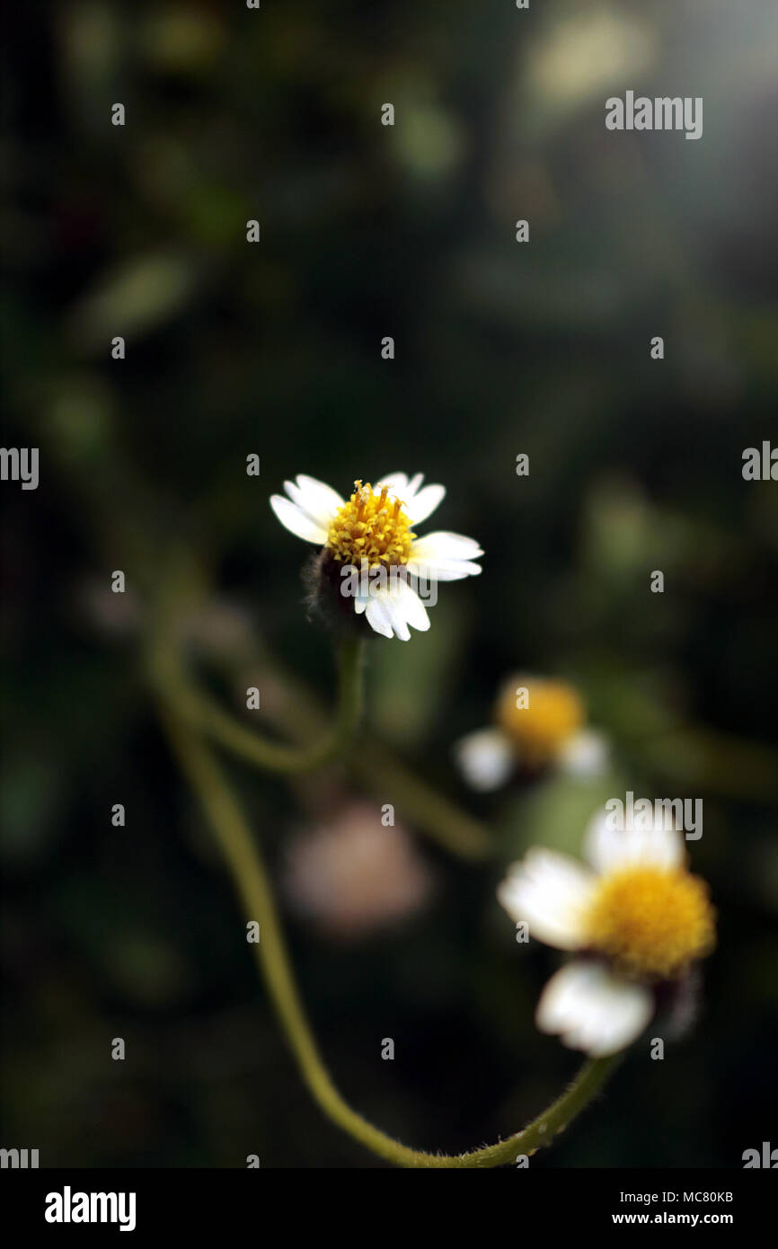Il fiore a margherita messicano ha petali bianchi, steli gialli, su sfondo scuro. Foto Stock