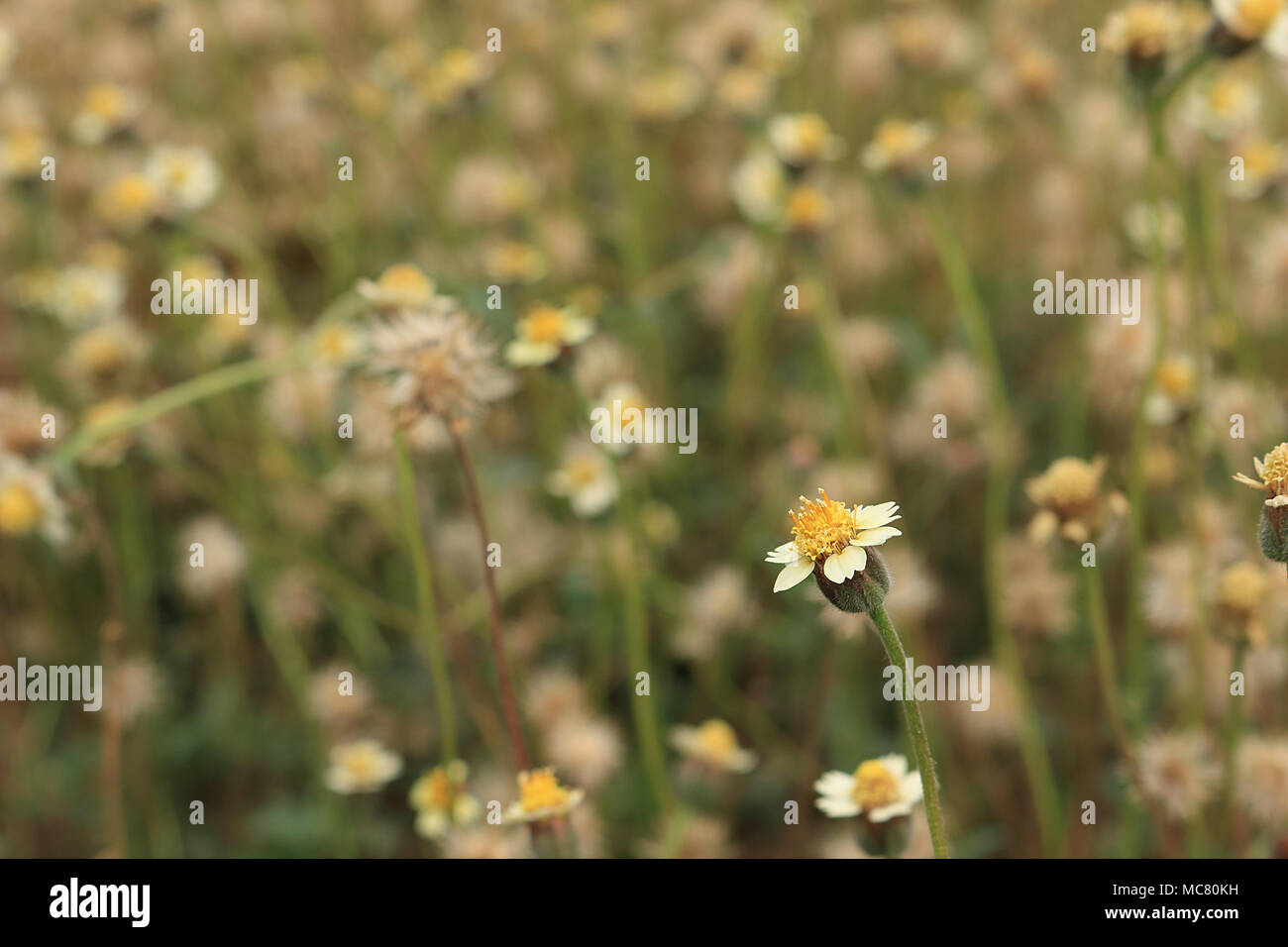 I fiori di margherita messicani hanno petali bianchi, steli gialli, sfondo con molti fiori d'erba. Foto Stock