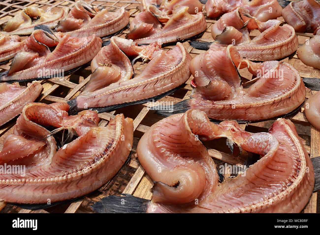 Sole singolo pesce essiccati realizzato da snakehead pesce, mettere in modo ordinato in luce del sole sulla tabella di bambù. Foto Stock