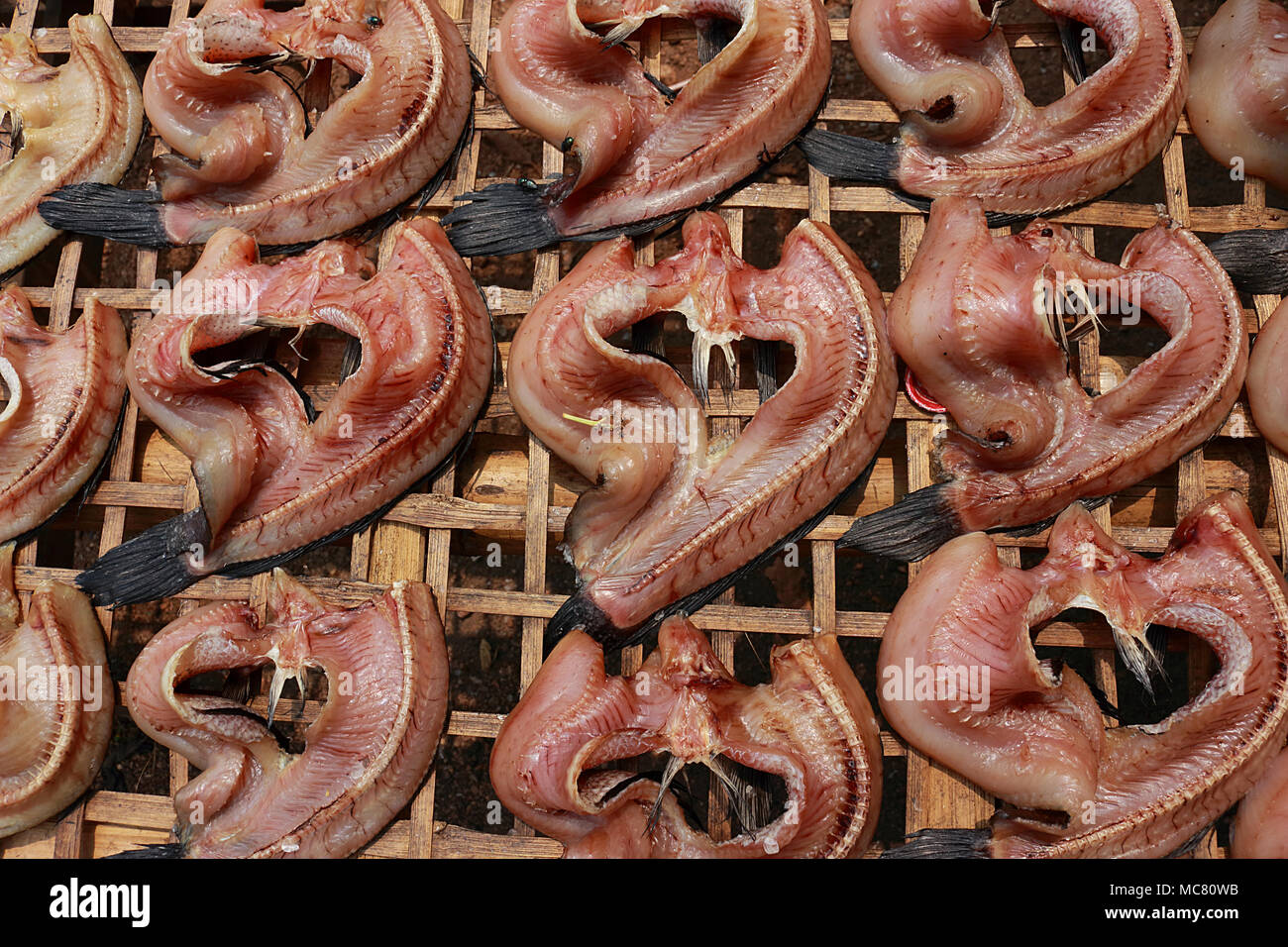 Sole singolo pesce essiccati realizzato da snakehead pesce, mettere in modo ordinato in luce del sole sulla tabella di bambù. Foto Stock