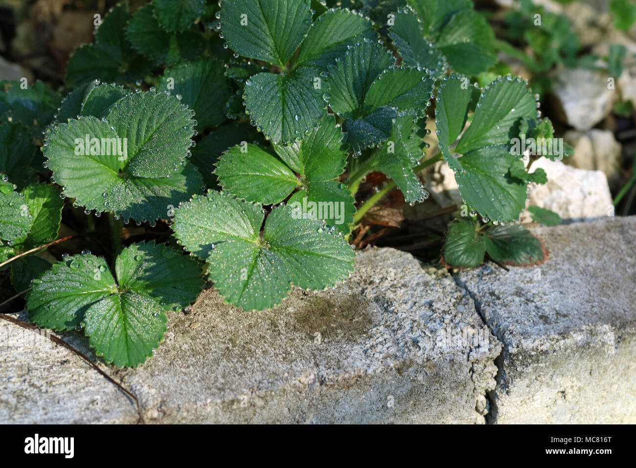 Verde foglie di fragola con gocce di rugiada di mattina Foto Stock