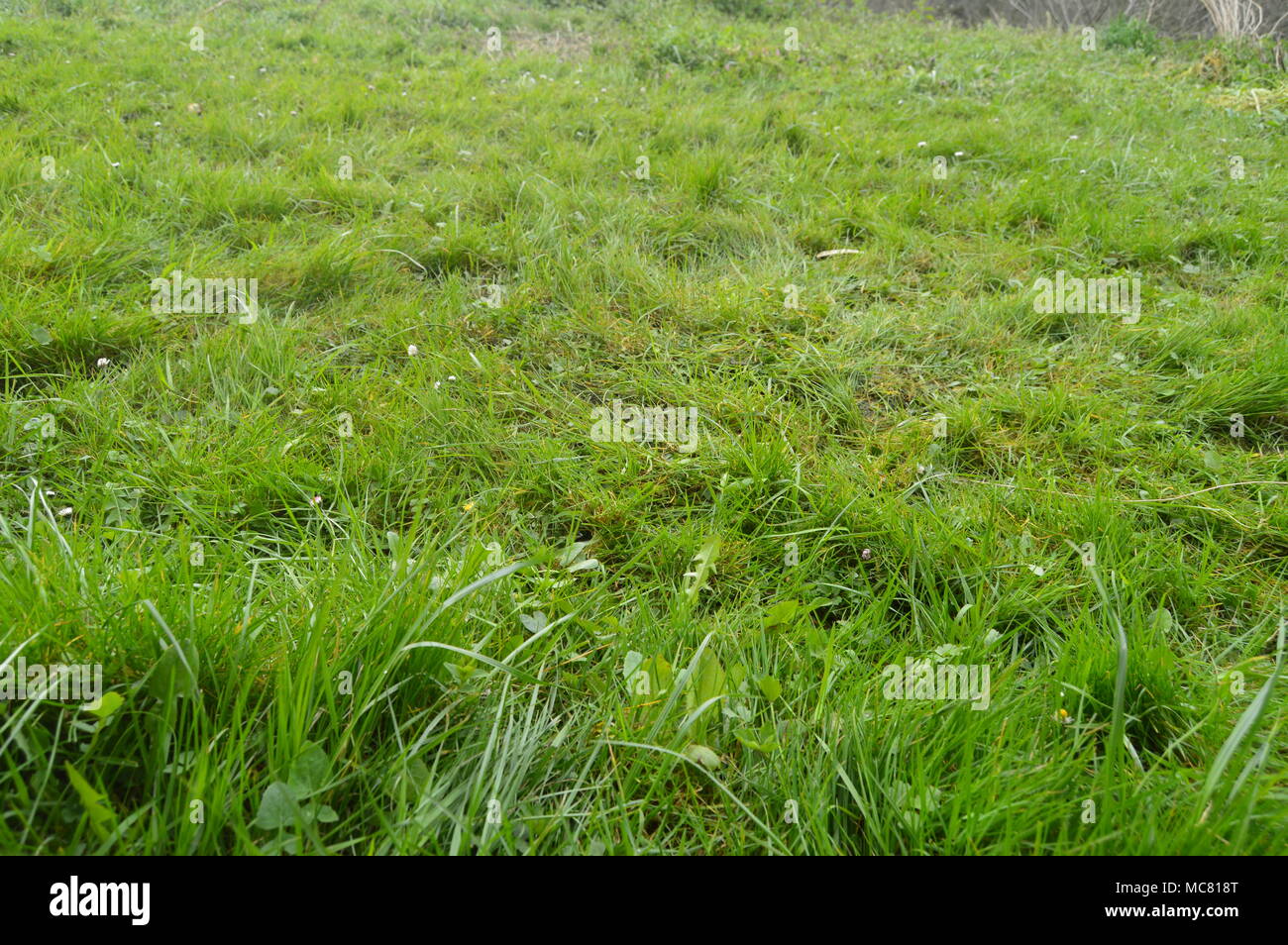 Bellissimo Campo di erba densa nel Parco Naturale di Gorbeia. Piante paesaggi della natura. Marzo 26, 2018. Gorbeia parco naturale. Urigoiti Paese Basco Foto Stock