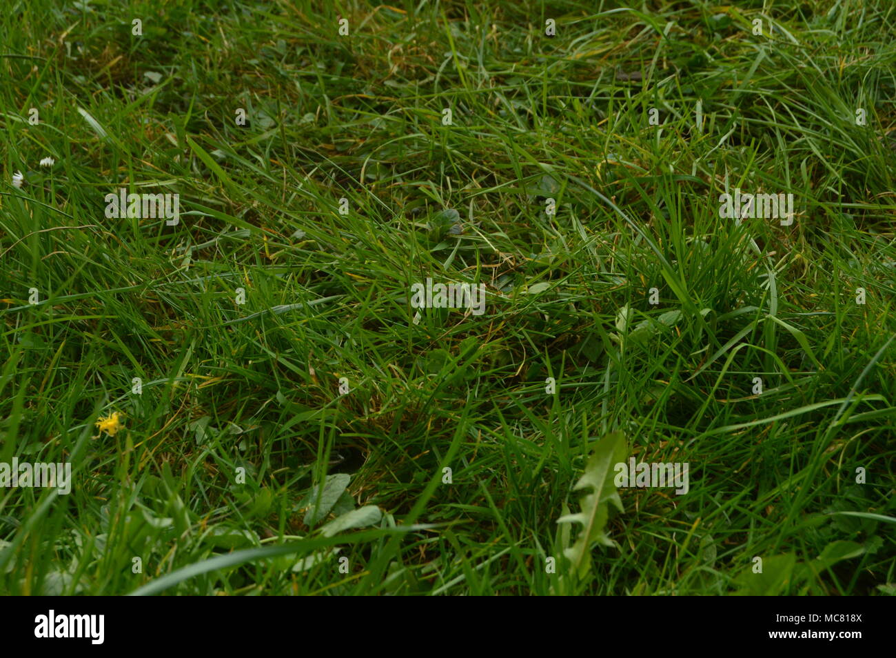 Bellissimo Campo di erba densa nel Parco Naturale di Gorbeia. Piante paesaggi della natura. Marzo 26, 2018. Gorbeia parco naturale. Urigoiti Paese Basco Foto Stock