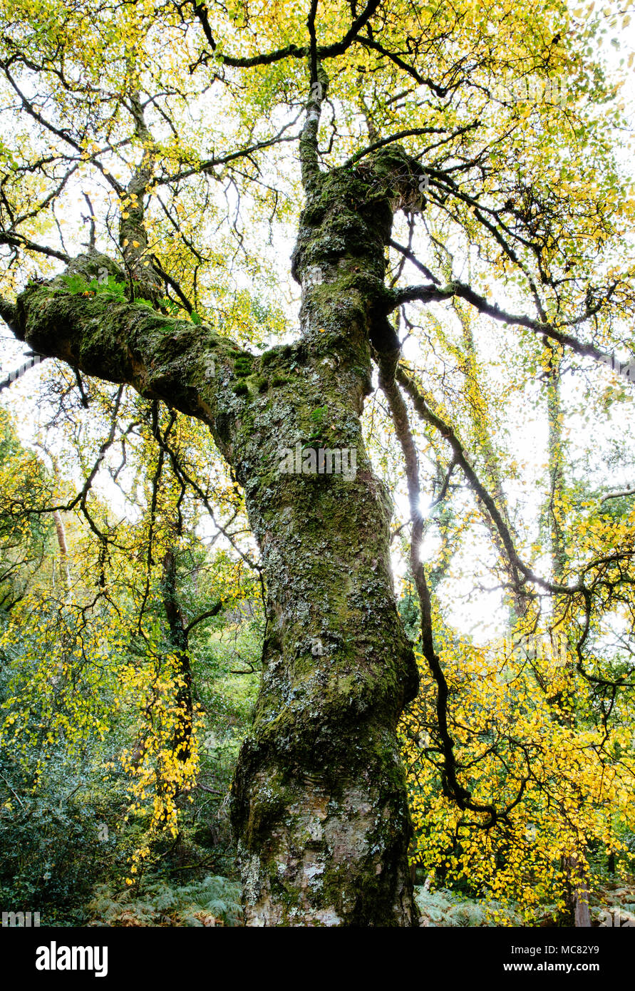 Drammatico albero autunnale Foto Stock