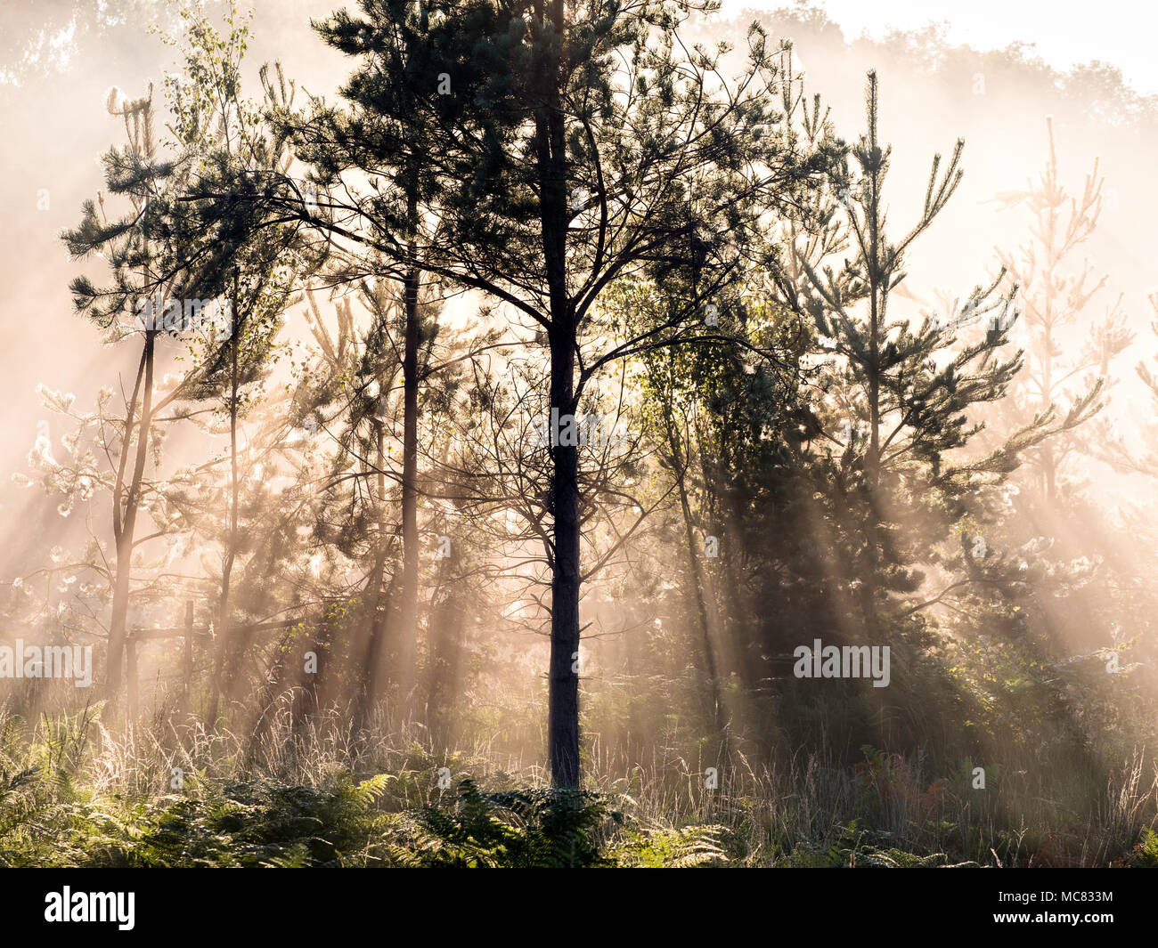 I fasci luminosi retroilluminati brillano attraverso un pino scozzese su Chobham Common. Foto Stock