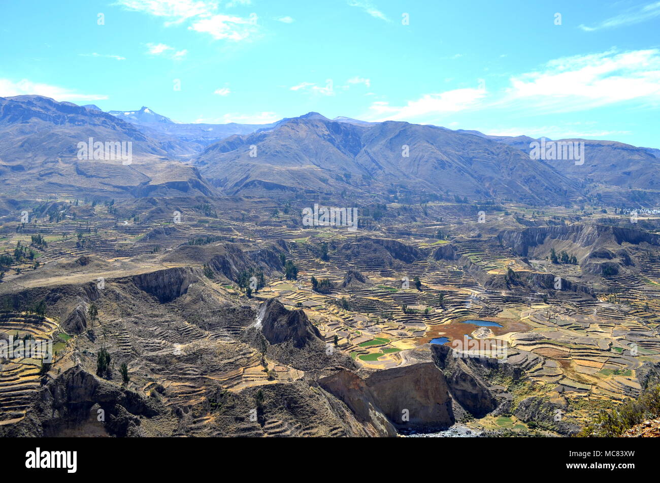 Allevamento terrazze nella valle di Colca, Perù Foto Stock