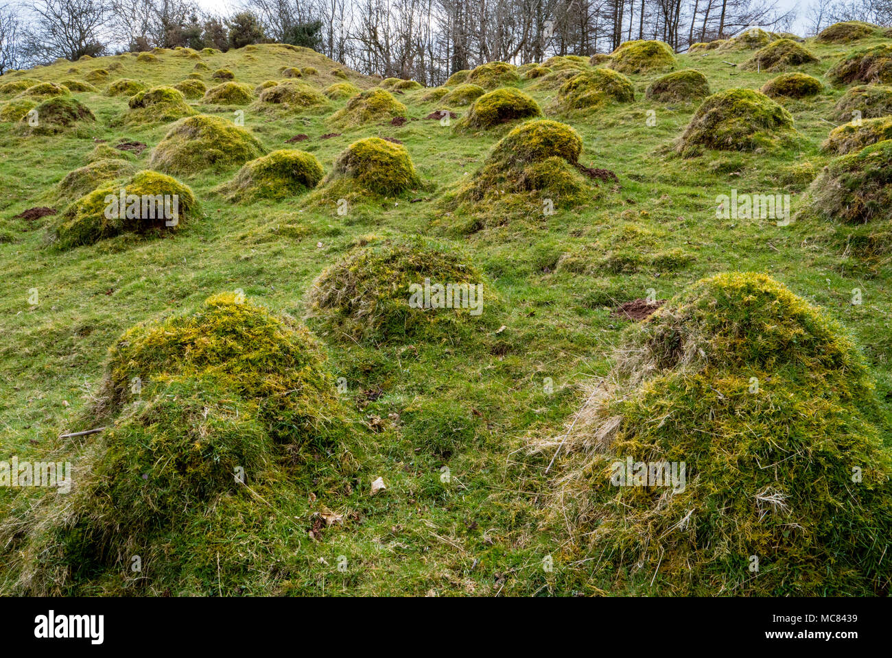 Hummocks realizzato da colonie di prato giallo ant Lasius flavus in un prato di erba sotto il Skyrrid nel South Wales UK Foto Stock