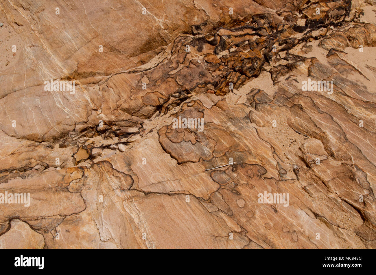 Liesegaulang (o) Liesegang bande in arenaria, San Rafael Swell, Utah Foto Stock