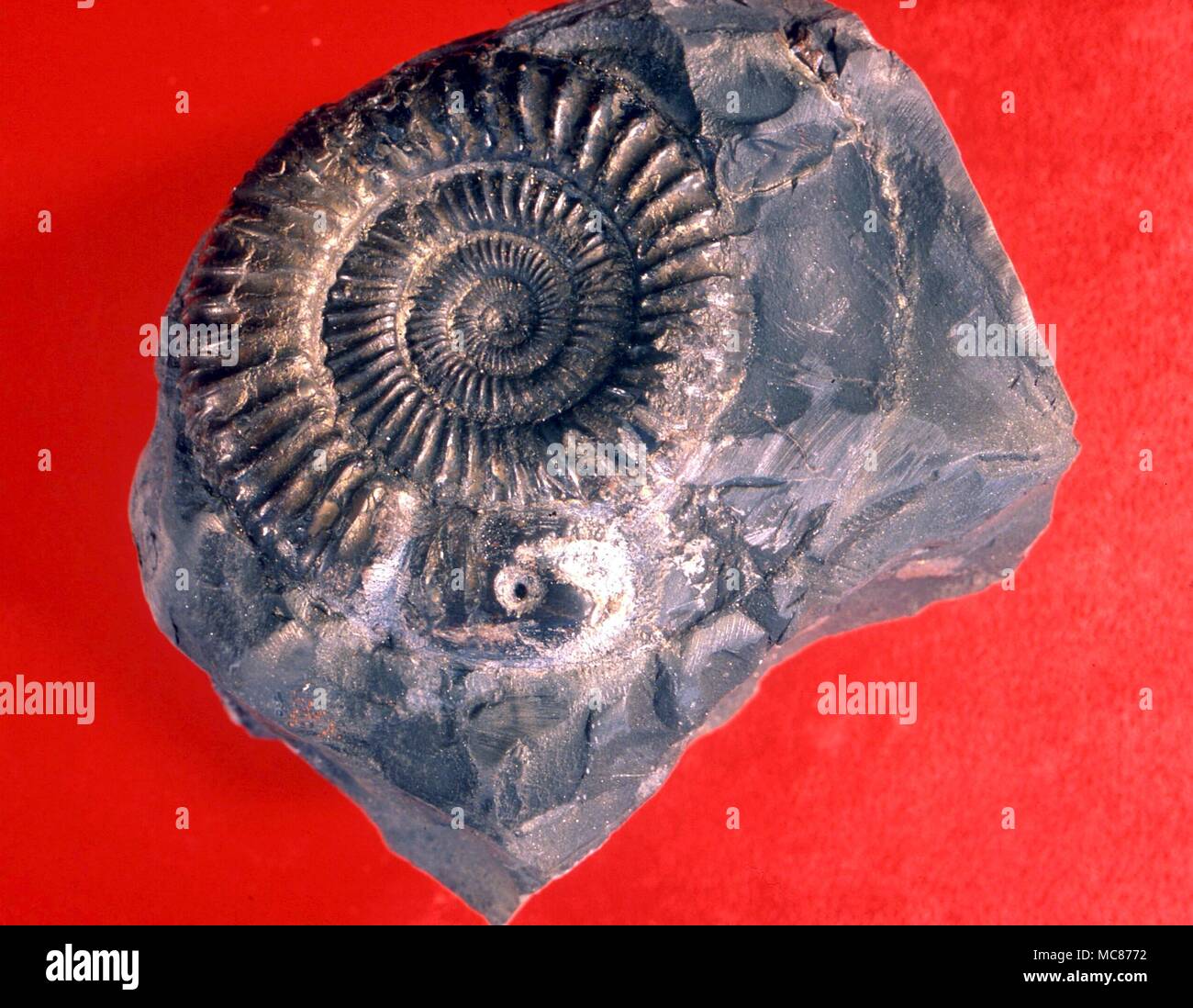 Fossilizzato ammonita da Whitby, tagliato in "Hilda's Snake', presumibilmente uno dei sommatori che St Hilda ha guidato sulla scogliera e dall'Abbazia a Whitby Foto Stock