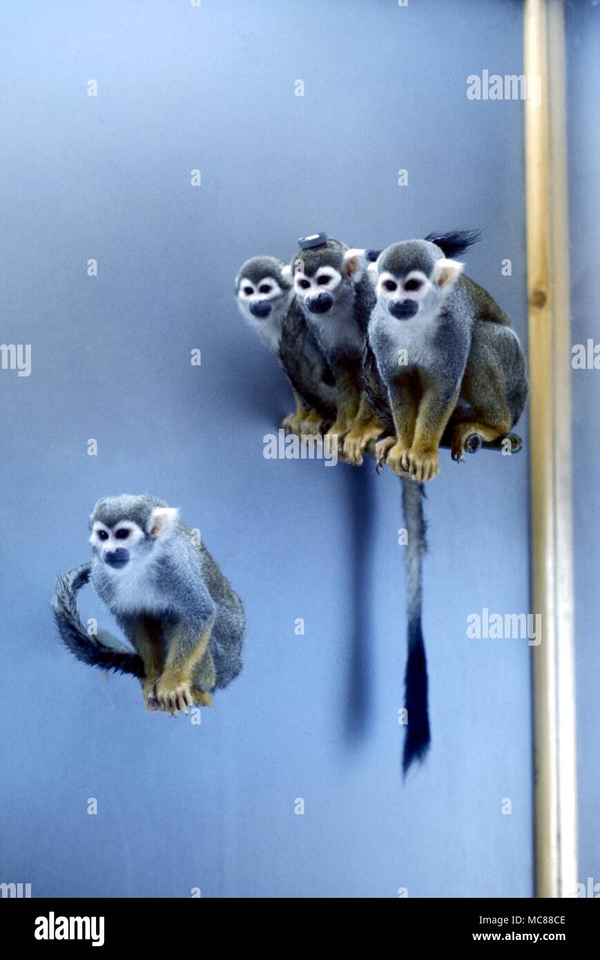 Curiosità scientifica gruppo di scimmie - scimmie scoiattolo - utilizzati in esperimenti scientifici Foto Stock