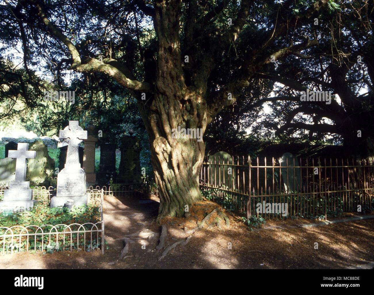 Mitologia britannica lo spurgo Yew Tree sul sagrato a Nevern. Il "sangue" è in realtà una resina rossa Foto Stock