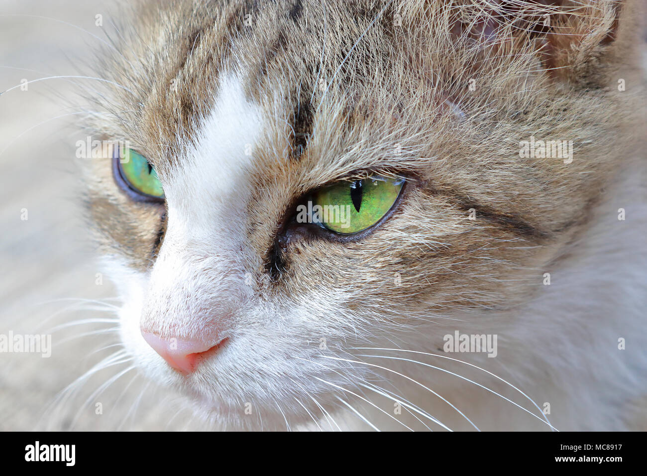 Gatto con gli occhi verdi staring Foto Stock