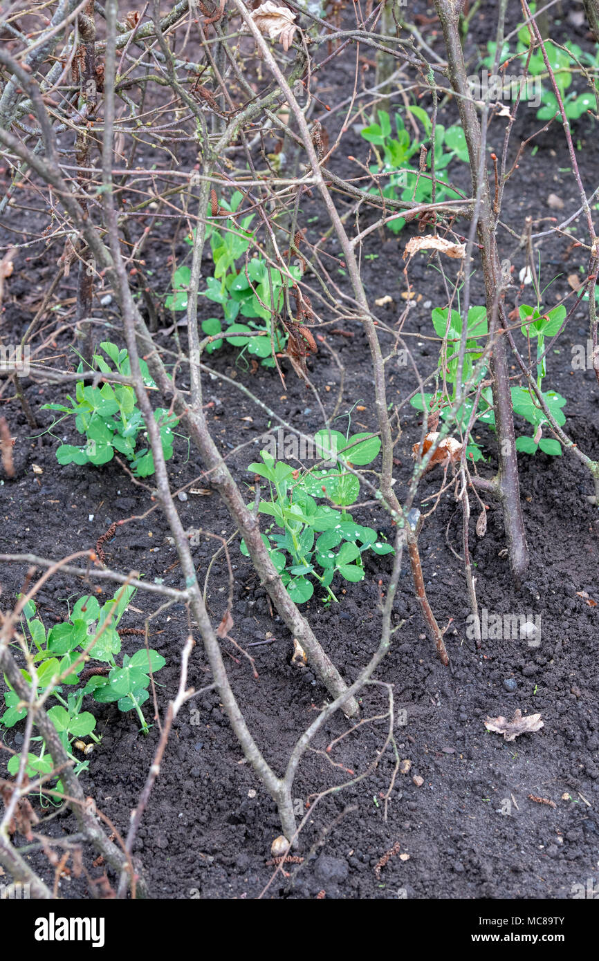 Lathyrus odoratus 'Kelvedon wonder'. Pisello dolce 'Kelvedon wonder' crescente tra tagliare hazel ramo di albero supporti / hazel picchetti in un orto. Foto Stock