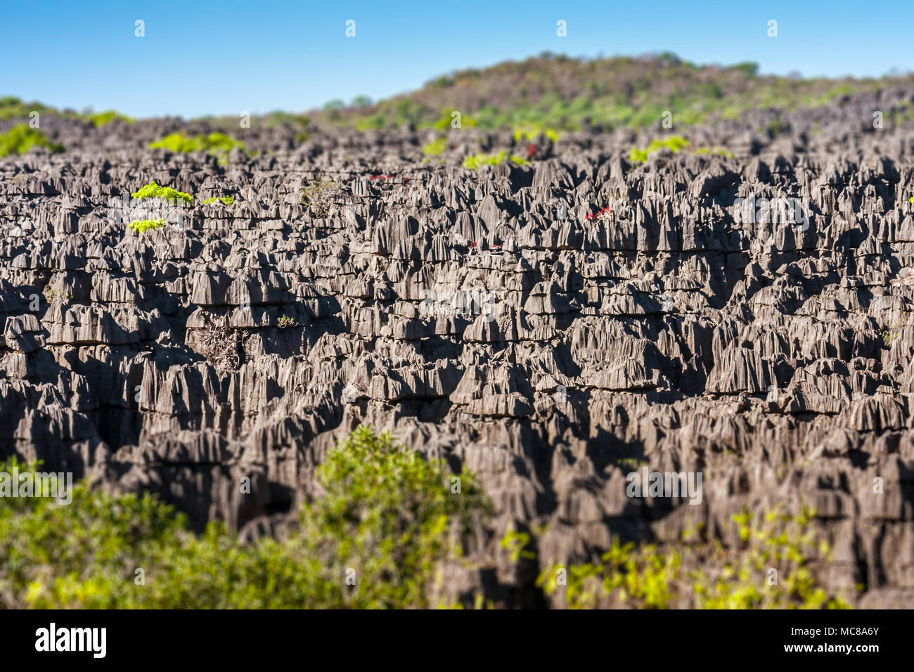 La vegetazione del massiccio di Ankarana, Madagascar settentrionale Foto Stock