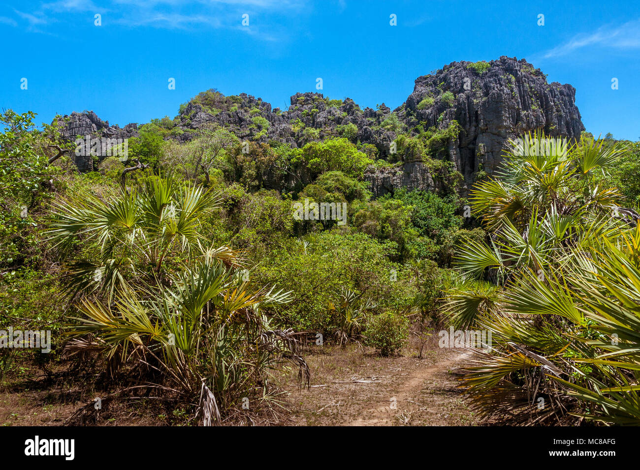 La vegetazione del massiccio di Ankarana, Madagascar settentrionale Foto Stock