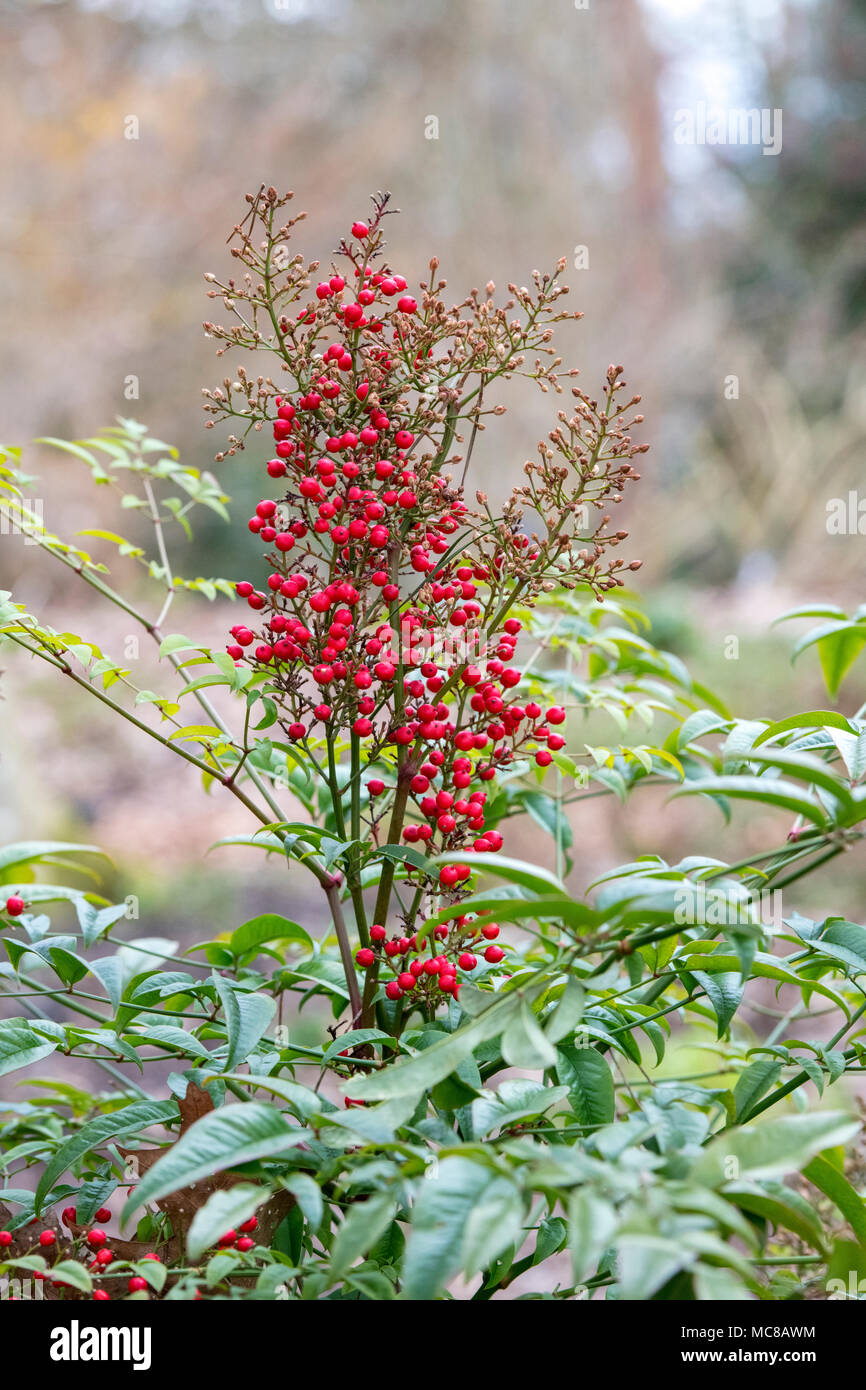 Nandina domestica. Bambù celeste Richmond bacche Foto Stock