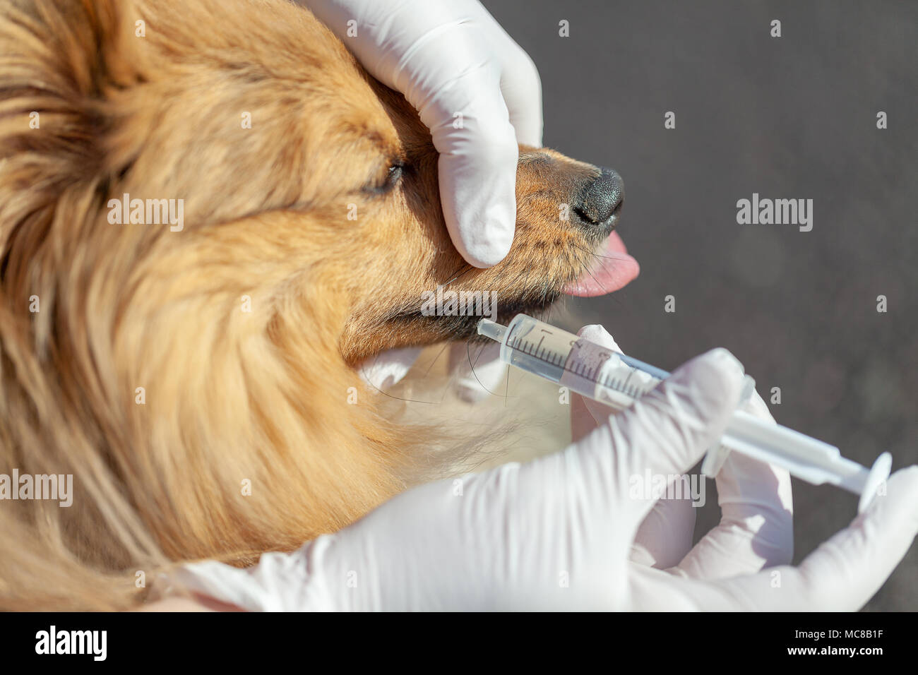 Un shetland sheepdog cane prende la sua medicina con una siringa di plastica Foto Stock