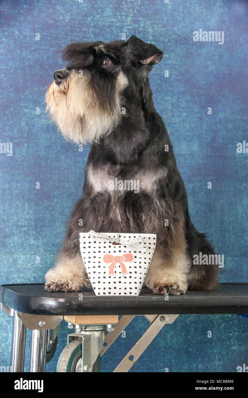 Mini schnauzer ritratto Foto Stock