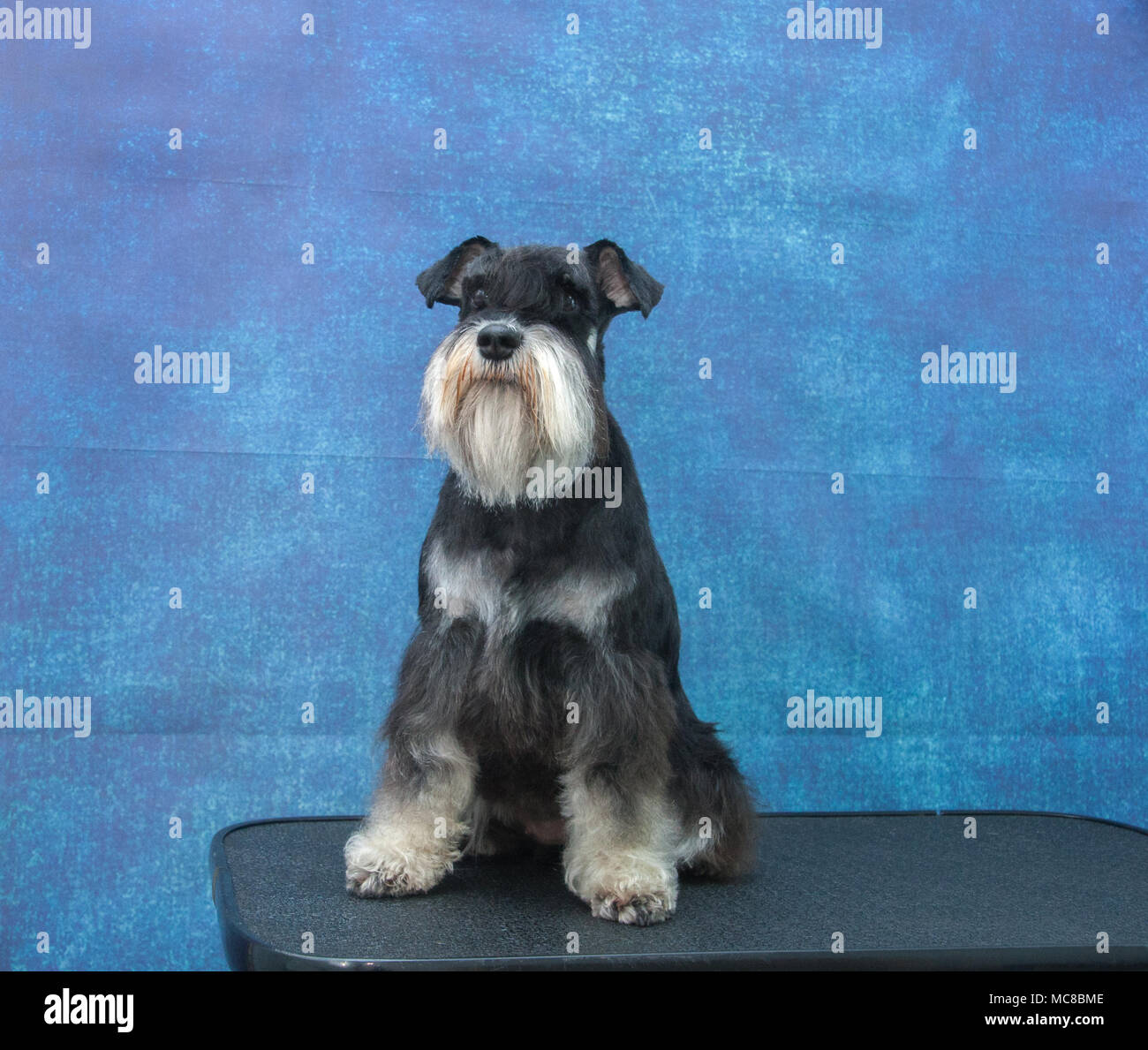 Mini schnauzer ritratto Foto Stock