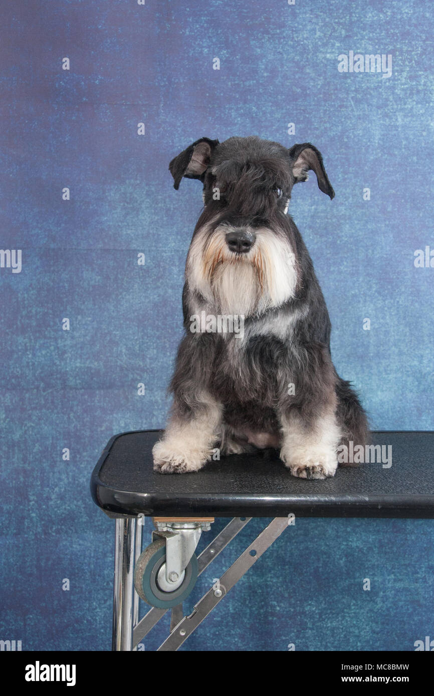Mini schnauzer ritratto Foto Stock